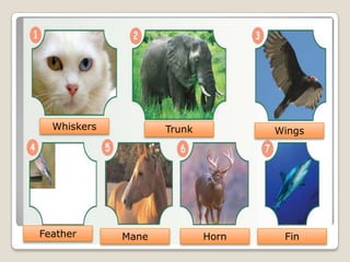 Whiskers Trunk Wings
Feather Mane Horn Fin
 