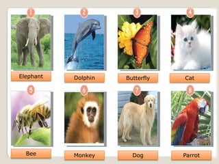 Elephant Dolphin Butterfly Cat
Bee Monkey Dog Parrot
 