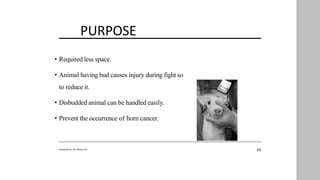 PURPOSE
10
Prepared by : Dr. Bishnu K.C
• Required less space.
• Animal having bud causes injury during fight so
to reduce it.
• Disbudded animal can be handled easily.
• Prevent the occurrence of horn cancer.
 