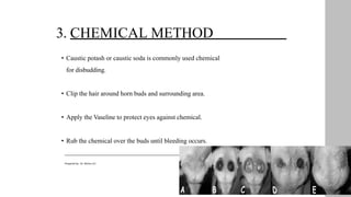 3. CHEMICAL METHOD
• Caustic potash or caustic soda is commonly used chemical
for disbudding.
• Clip the hair around horn buds and surrounding area.
• Apply the Vaseline to protect eyes against chemical.
• Rub the chemical over the buds until bleeding occurs.
12
Prepared by : Dr. Bishnu K.C
 