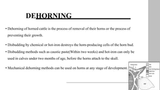 DEHORNING
13
• Dehorning of horned cattle is the process of removal of their horns or the process of
preventing their growth.
• Disbudding by chemical or hot-iron destroys the horn-producing cells of the horn bud.
• Disbudding methods such as caustic paste(Within two weeks) and hot-iron can only be
used in calves under two months of age, before the horns attach to the skull.
• Mechanical dehorning methods can be used on horns at any stage of development.
 