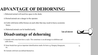 ADVANTAGE OF DEHORNING
i.Dehorned animal will need less space in the sheds.
ii.Horned animals are a danger to the operator.
iii.Cattle with horns inflict bruises on each other that may result in heavy economic
losses.
iv.Dehorned animals can be handled easily.
Disadvantage of dehorning
I.Animals with a nice horn have a style. This sometimes is an advantage in exhibition and
cattle shows.
II.Some breeds have got an important identifications marks for horn e.g. Kangrej, Kangayam,
etc.
III.Animals with horn can defined themselves.
14
 