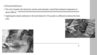 iii.Electrical dehorners
• The rod is heated with electricity and has and automatic control that maintains temperature at
about 1000 oF.
• Applying the electric dehorner to the horn button for 10 seconds is sufficient to destroy the horn
cells.
18
Prepared by : Dr. Bishnu K.C
 