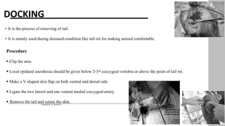 DOCKING
• It is the process of removing of tail.
• It is mainly used during diseased condition like tail rot for making animal comfortable.
Procedure
 Clip the area.
 Local epidural anesthesia should be given below 2-3rd coccygeal vertebra or above the point of tail rot.
 Make a V shaped skin flap on both ventral and dorsal side.
 Ligate the two lateral and one ventral medial coccygeal artery.
 Remove the tail and suture the skin.
19
Prepared by : Dr. Bishnu K.C
 