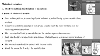 Methods of castration
A. Bloodless method( closed method of castration)
a. Burdizzo’s castrator method
 In recumbent position, scrotum is palpated and cord is pushed firmly against the side of the
scrotum.
 Burdizzo’s castrator is adjusted in such a way, so as to crush the entire cord and only the
necessary portion of scrotum.
 The castrator should not be extended across the median septum of the scrotum.
 Each side should be crushed twice at a distance of about 1cm so as to ensure proper crushing of
the cord.
 The operated area should be painted with tincture iodine.
 Watch the animal for few days for any infection.
 