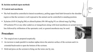 B. Incision method (open method)
 Control and anesthesia
 The bull should be controlled in lateral recumbency, pulling upper hind limb forward to the shoulder
region so that the scrotum is well exposed or the animal can be controlled in standing position.
 Xylazine (0.05-0.2mg/kg IM) or chloral hydrate (90-100 mg/kg IV) or chloral mag (5g/50kg,
10%solution IV) or any other sedatives or tranquilizers along with local anesthesia on scrotal incision
line followed by infiltration of the spermatic cord, or general anesthesia may be used.
Procedure
 The surgical area is prepared aseptically.
 An incision is made parallel to median raphae down the anterior surface of the scrotum and it is
extended backwards to open the bottom of the scrotum.
 Hold and press on the scrotum to bring out the testes one by one.
 