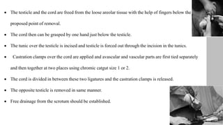  The testicle and the cord are freed from the loose areolar tissue with the help of fingers below the
proposed point of removal.
 The cord then can be grasped by one hand just below the testicle.
 The tunic over the testicle is incised and testicle is forced out through the incision in the tunics.
 Castration clamps over the cord are applied and avascular and vascular parts are first tied separately
and then together at two places using chromic catgut size 1 or 2.
 The cord is divided in between these two ligatures and the castration clamps is released.
 The opposite testicle is removed in same manner.
 Free drainage from the scrotum should be established.
 