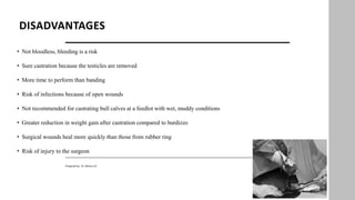 DISADVANTAGES
• Not bloodless, bleeding is a risk
• Sure castration because the testicles are removed
• More time to perform than banding
• Risk of infections because of open wounds
• Not recommended for castrating bull calves at a feedlot with wet, muddy conditions
• Greater reduction in weight gain after castration compared to burdizzo
• Surgical wounds heal more quickly than those from rubber ring
• Risk of injury to the surgeon
27
Prepared by : Dr. Bishnu K.C
 