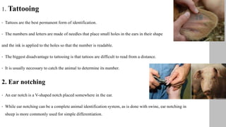 1. Tattooing
• Tattoos are the best permanent form of identification.
• The numbers and letters are made of needles that place small holes in the ears in their shape
and the ink is applied to the holes so that the number is readable.
• The biggest disadvantage to tattooing is that tattoos are difficult to read from a distance.
• It is usually necessary to catch the animal to determine its number.
2. Ear notching
• An ear notch is a V-shaped notch placed somewhere in the ear.
• While ear notching can be a complete animal identification system, as is done with swine, ear notching in
sheep is more commonly used for simple differentiation.
 