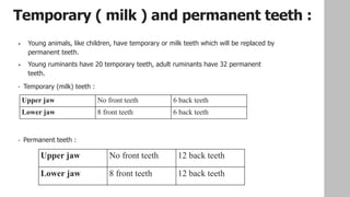 Temporary ( milk ) and permanent teeth :
 Young animals, like children, have temporary or milk teeth which will be replaced by
permanent teeth.
 Young ruminants have 20 temporary teeth, adult ruminants have 32 permanent
teeth.
• Temporary (milk) teeth :
• Permanent teeth :
Upper jaw No front teeth 6 back teeth
Lower jaw 8 front teeth 6 back teeth
Upper jaw No front teeth 12 back teeth
Lower jaw 8 front teeth 12 back teeth
 