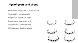 Age of goats and sheep
• Animal under one year old (no permanent teeth
• One year old (2 permanent teeth)
• Two years old (4 permanent teeth)
• Three years old (6 permanent teeth)
• Four years old (8 permanent teeth)
• Old animal, more than four years old
 