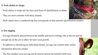 3. Neck chains or straps
• Neck chains or straps are the least used form of identification in sheep.
• They are most common with dairy animals.
• Neck chains have a numbered tag that corresponds to that animal's identification number.
4. Ear tagging
• Ear tags should be placed between the middle and lower cartilage ribs in the ear and far
enough out on the ear to allow for later wool growth.
• In addition to identifying an individual animal, ear tags can contain other useful
information about the animal.
• The first number on an ear tag can be used to denote the animal's birth year.
 