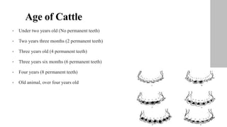 Age of Cattle
• Under two years old (No permanent teeth)
• Two years three months (2 permanent teeth)
• Three years old (4 permanent teeth)
• Three years six months (6 permanent teeth)
• Four years (8 permanent teeth)
• Old animal, over four years old
 