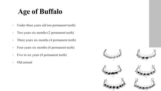 Age of Buffalo
• Under three years old (no permanent teeth)
• Two years six months (2 permanent teeth)
• Three years six months (4 permanent teeth)
• Four years six months (6 permanent teeth)
• Five to six years (8 permanent teeth)
• Old animal
 