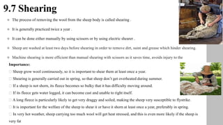 9.7 Shearing
 The process of removing the wool from the sheep body is called shearing .
 It is generally practiced twice a year .
 It can be done either manually by using scissors or by using electric shearer .
 Sheep are washed at least two days before shearing in order to remove dirt, suint and grease which hinder shearing.
 Machine shearing is more efficient than manual shearing with scissors as it saves time, avoids injury to the
Importance:
Sheep grow wool continuously, so it is important to shear them at least once a year.
Shearing is generally carried out in spring, so that sheep don’t get overheated during summer.
If a sheep is not shorn, its fleece becomes so bulky that it has difficulty moving around.
If its fleece gets water logged, it can become cast and unable to right itself.
A long fleece is particularly likely to get very draggy and soiled, making the sheep very susceptible to flystrike.
It is important for the welfare of the sheep to shear it or have it shorn at least once a year, preferably in spring.
In very hot weather, sheep carrying too much wool will get heat stressed, and this is even more likely if the sheep is
very fat
 