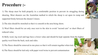 Procedure :-
1) The sheep must be held properly in a comfortable position to prevent its struggling during
shearing. Most shearers use the Australian method in which the sheep is set upon its rump and
supported firmly between the shearer’s knees.
2) The skin should be stretched so that it is smooth in the area being shorn.
3) Wool fibers should be cut only once next to the skin to avoid “second cuts” or short fibers of
reduced value.
4) Belly wool, leg wool and tags have a lower value and should be kept separate from the higher-
quality wool from the back, neck and sides.
5) The fleece should be removed in one piece so that it will remain together when tied.
6) The fleece should be tied only with paper wool twine to prevent contamination
 