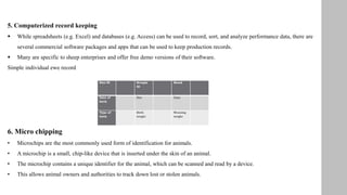 Ewe ID Scrapie
ID
Breed
Date of
birth
Sire Dam
Type of
birth
Birth
weight
Weaning
weight
5. Computerized record keeping
 While spreadsheets (e.g. Excel) and databases (e.g. Access) can be used to record, sort, and analyze performance data, there are
several commercial software packages and apps that can be used to keep production records.
 Many are specific to sheep enterprises and offer free demo versions of their software.
Simple individual ewe record
6. Micro chipping
• Microchips are the most commonly used form of identification for animals.
• A microchip is a small, chip-like device that is inserted under the skin of an animal.
• The microchip contains a unique identifier for the animal, which can be scanned and read by a device.
• This allows animal owners and authorities to track down lost or stolen animals.
 