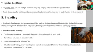 7. Poultry Leg Bands
 For poultry birds, you can use light aluminum wing tags carrying either individual or group numbers.
 This is done a day after hatching, and a separate numbered or colored leg band may be used when the birds are matured.
8. Branding
• Branding is the placement of a permanent identifying mark on the hide of an animal by destroying the hair follicles and
altering hair regrowth. From a welfare perspective, branding is not the preferred method of identifying livestock.
• Procedure for hot branding :
 Good restraint is essential - use a cradle for young calves and a crush for older cattle.
 Never brand wet, weak or emaciated cattle.
 Brand animals when 2-6 months of age.
 When hot-iron branding, ensure branding irons are well maintained and heated to the correct temperature (apply the
hot-irons for a maximum of 2-3 seconds).
 