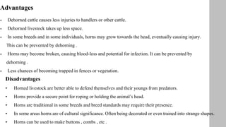 Advantages
 Dehorned cattle causes less injuries to handlers or other cattle.
 Dehorned livestock takes up less space.
 In some breeds and in some individuals, horns may grow towards the head, eventually causing injury.
This can be prevented by dehorning .
 Horns may become broken, causing blood-loss and potential for infection. It can be prevented by
dehorning .
 Less chances of becoming trapped in fences or vegetation.
Disadvantages
• Horned livestock are better able to defend themselves and their youngs from predators.
• Horns provide a secure point for roping or holding the animal’s head.
• Horns are traditional in some breeds and breed standards may require their presence.
• In some areas horns are of cultural significance. Often being decorated or even trained into strange shapes.
• Horns can be used to make buttons , combs , etc .
 