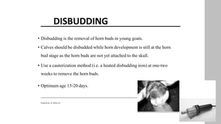 DISBUDDING
• Disbudding is the removal of horn buds in young goats.
• Calves should be disbudded while horn development is still at the horn
bud stage as the horn buds are not yet attached to the skull.
• Use a cauterization method (i.e. a heated disbudding iron) at one-two
weeks to remove the horn buds.
• Optimum age 15-20 days.
9
Prepared by : Dr. Bishnu K.C
 