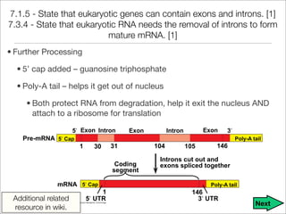 Unit 9 - DNA, RNA, and Proteins Notes | PDF