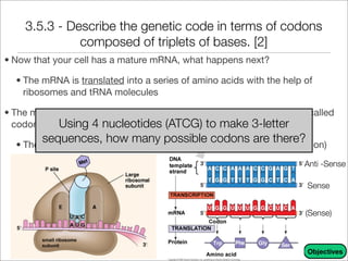 Unit 9 - DNA, RNA, and Proteins Notes | PDF