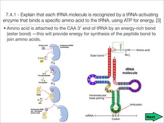 Trna Explained Unit 9 - DNA, RNA, and Proteins Notes | PDF
