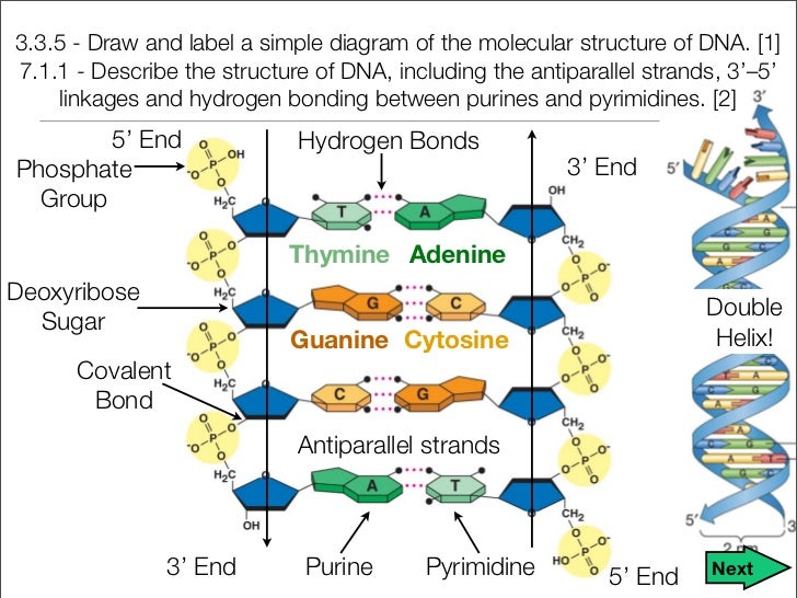 Unit 9 Dna Rna And Proteins Notes Unit 9 Dna Rna And Proteins Notes
