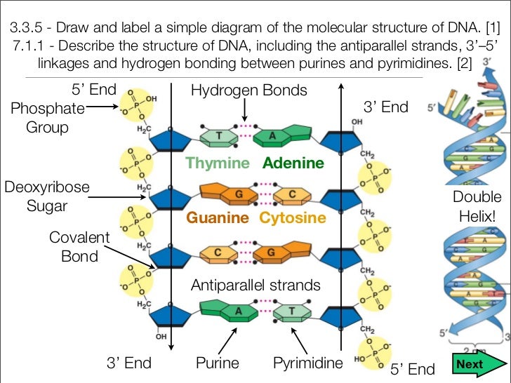 Unit 9 Dna Rna And Proteins Notes