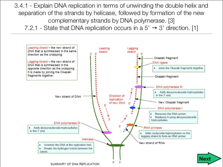 dna rna notes Genetics summary of class notes table of contents dna dna replication rna dna transcription proteins the codon translation: protein synthesis gene mutation. dna rna notes Genetics summary of class notes table of contents dna dna replication rna dna transcription proteins the codon translation: protein synthesis gene mutation.