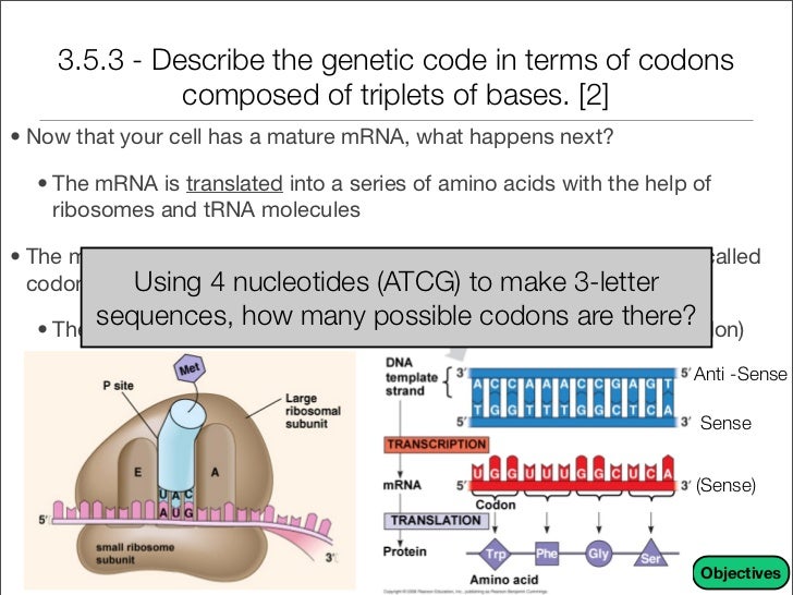Unit 9 - DNA, RNA, and Proteins Notes