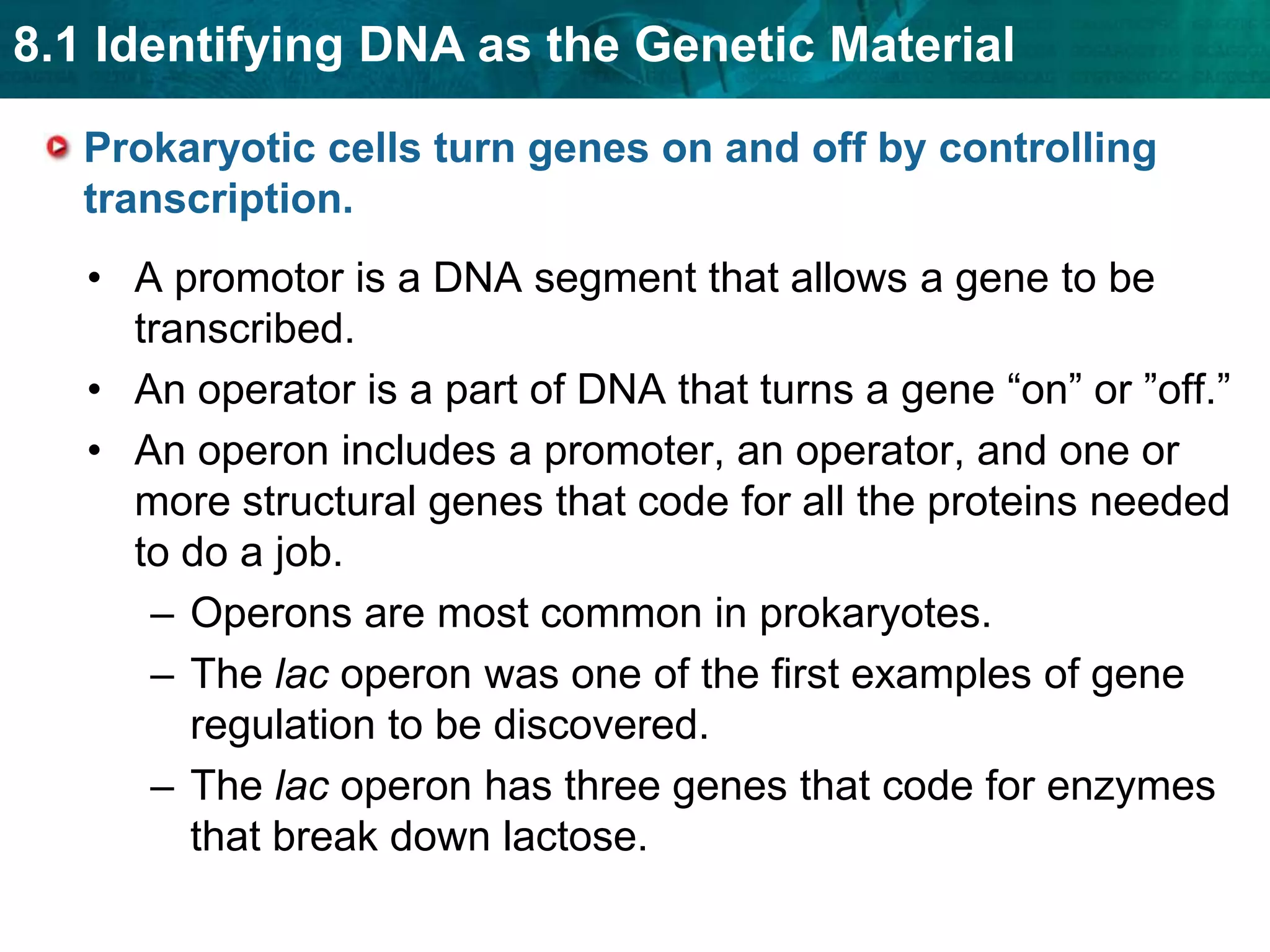 The ribosome pulls the mRNA strand the length of one codon.The now empty tRNA molecule exits the ribosome.