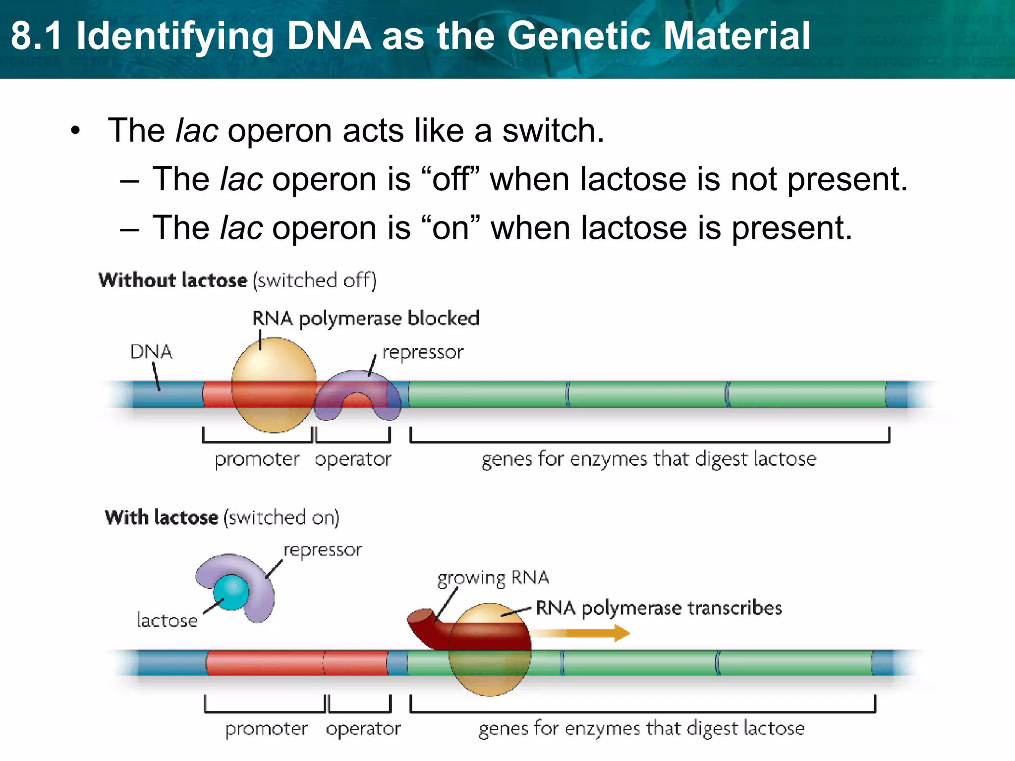 A complementary tRNA molecule binds to the next exposed codon.