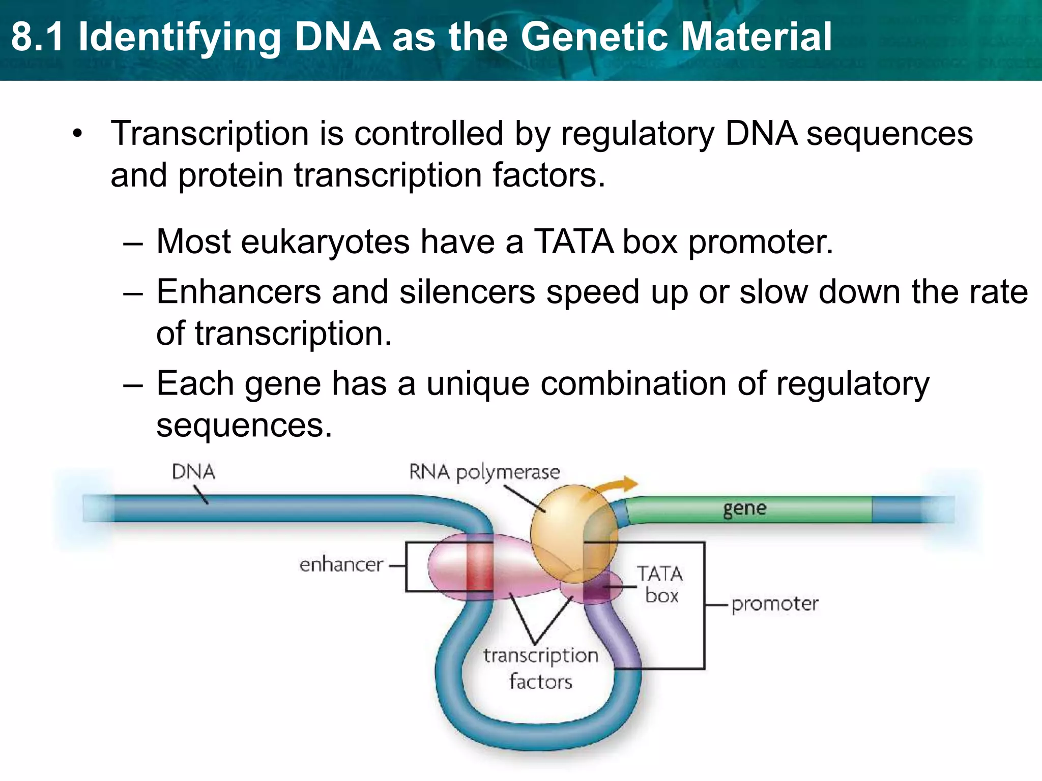 Prokaryotic cells turn genes on and off by controlling transcription.A promotor is a DNA segment that allows a gene to be transcribed.An operator is a part of DNA that turns a gene “on” or ”off.”An operon includes a promoter, an operator, and one or more structural genes that code for all the proteins needed to do a job.Operons are most common in prokaryotes.The lac operon was one of the first examples of gene regulation to be discovered.The lac operon has three genes that code for enzymes that break down lactose.