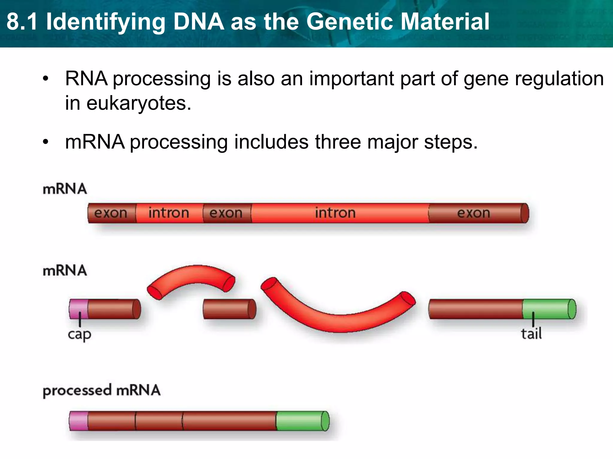 The lac operon acts like a switch. 