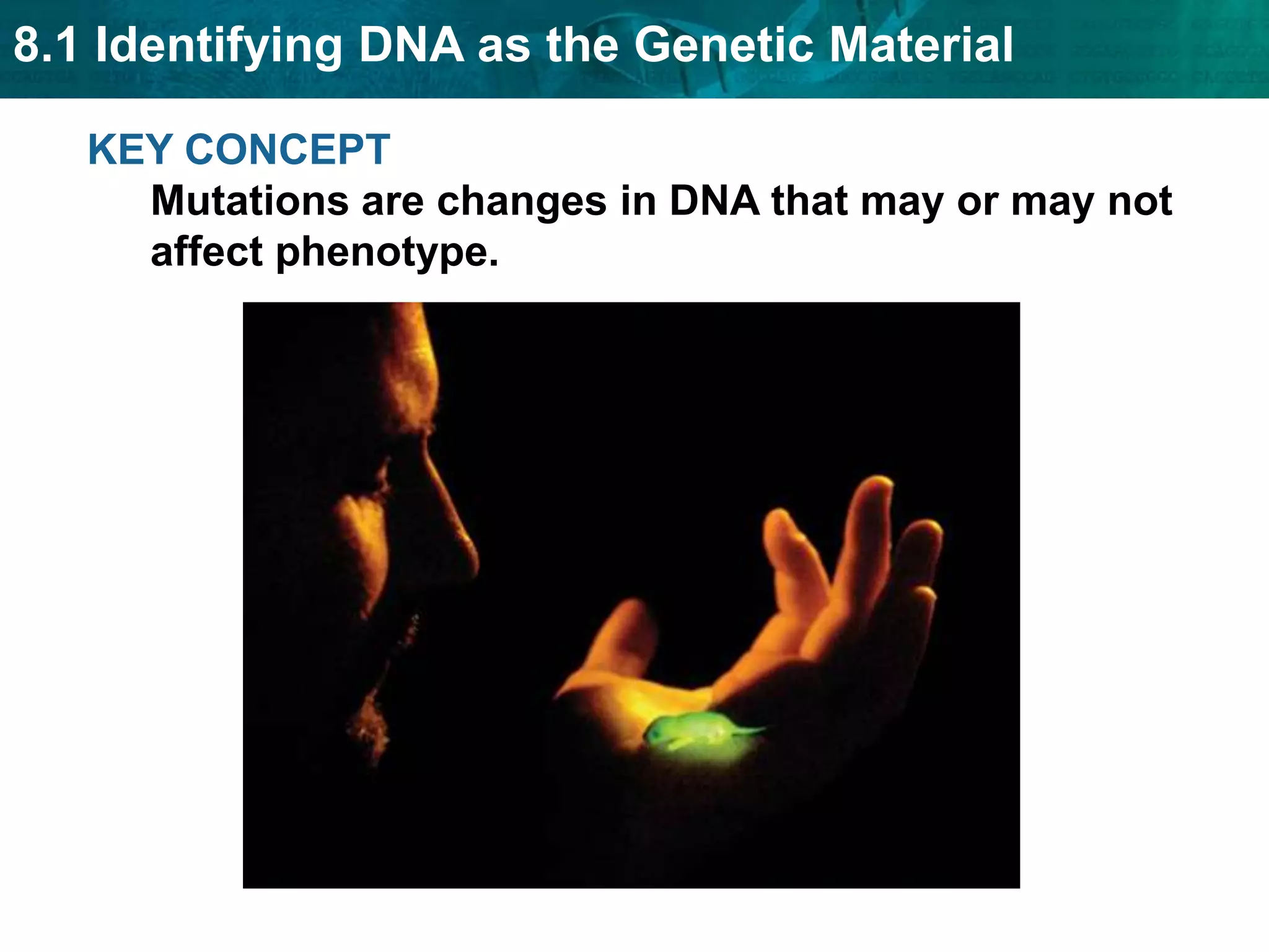 The lac operon is “on” when lactose is present.Eukaryotes regulate gene expression at many points.Different sets of genes are expressed in different types of cells.Transcription is controlled by regulatory DNA sequences and protein transcription factors.