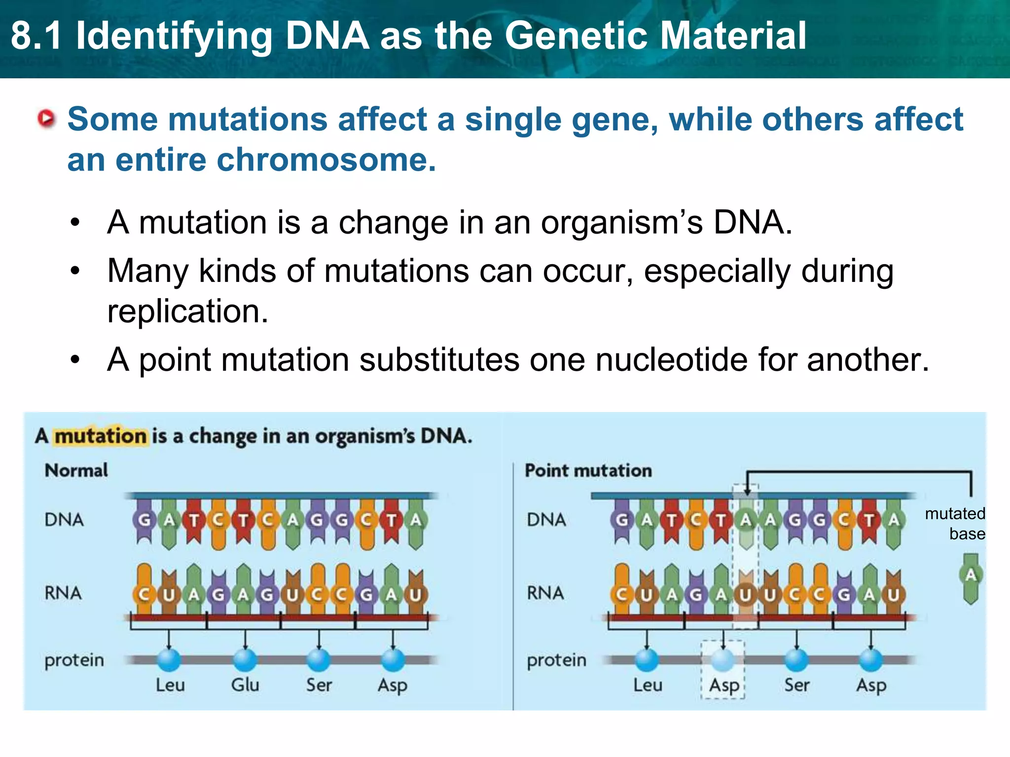 Transcription is controlled by regulatory DNA sequences and protein transcription factors.