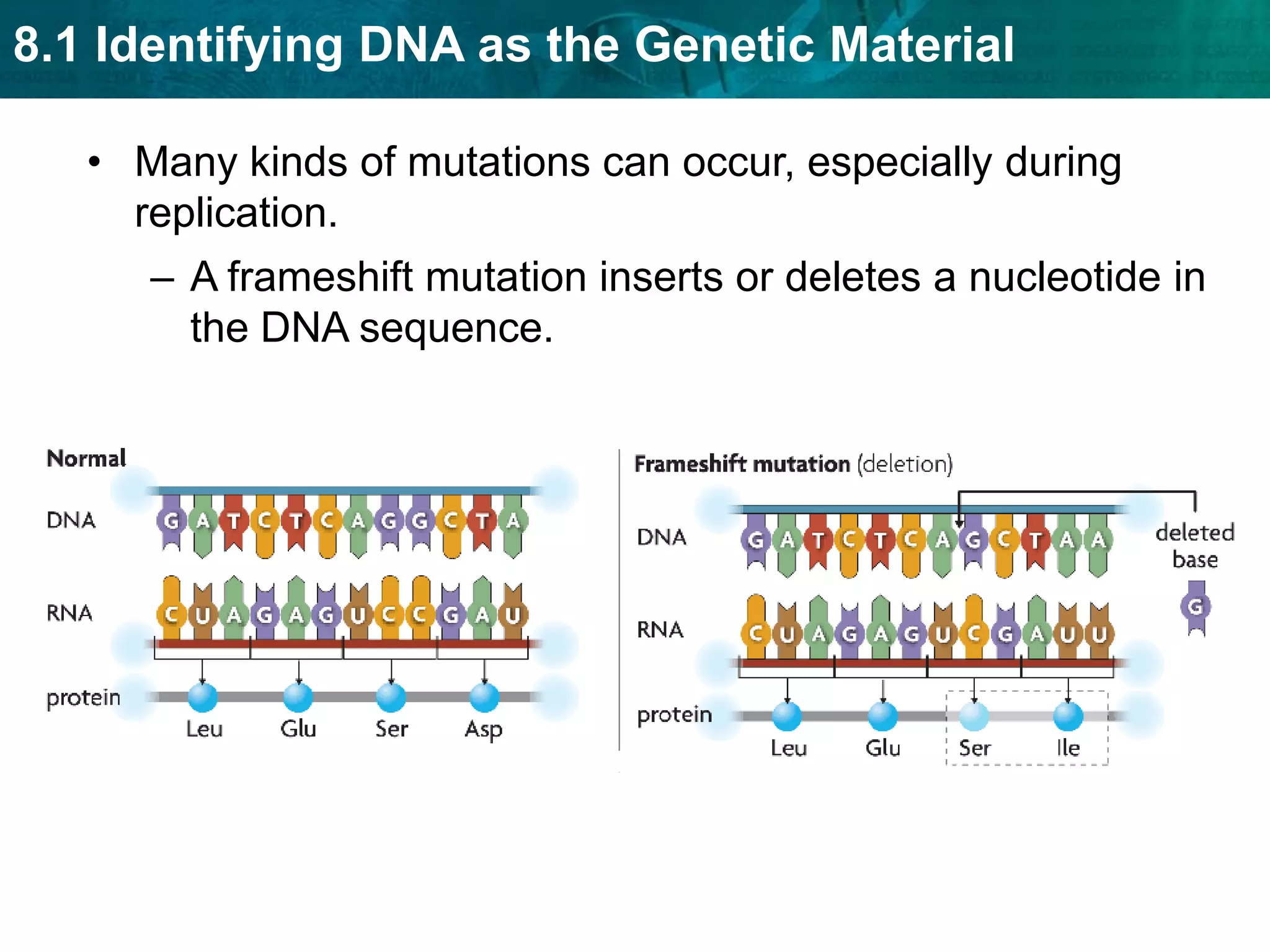 Most eukaryotes have a TATA box promoter.