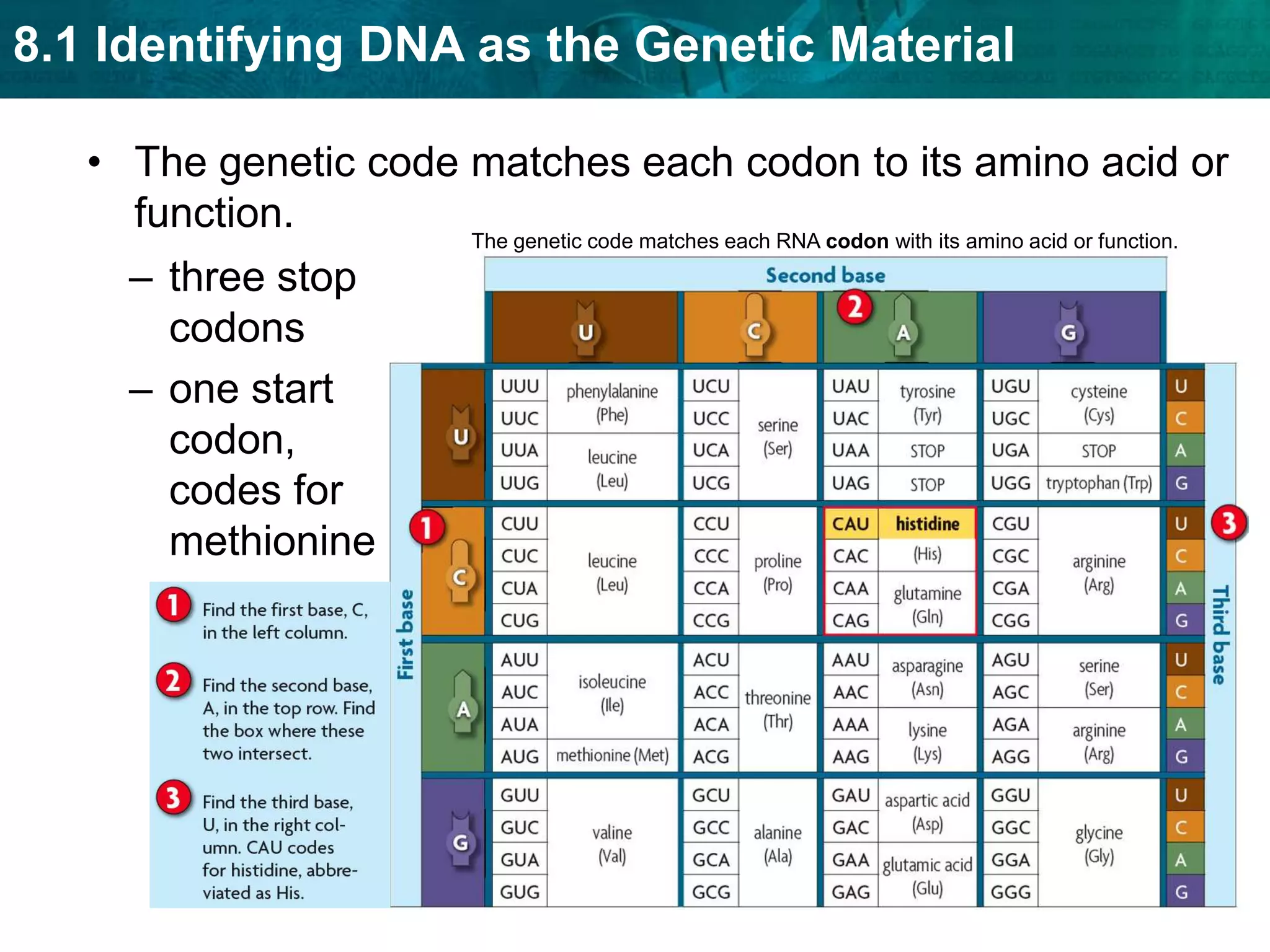 The genetic code matches each RNA codon with its amino acid or function.The genetic code matches each codon to its amino acid or function.