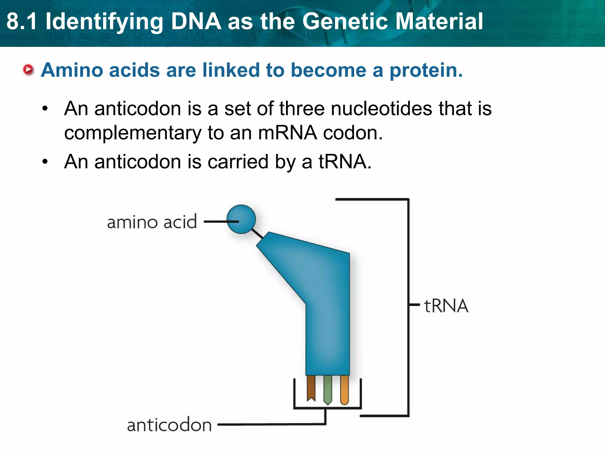 one start codon, codes for methionineA change in the order in which codons are read changes the resulting protein.