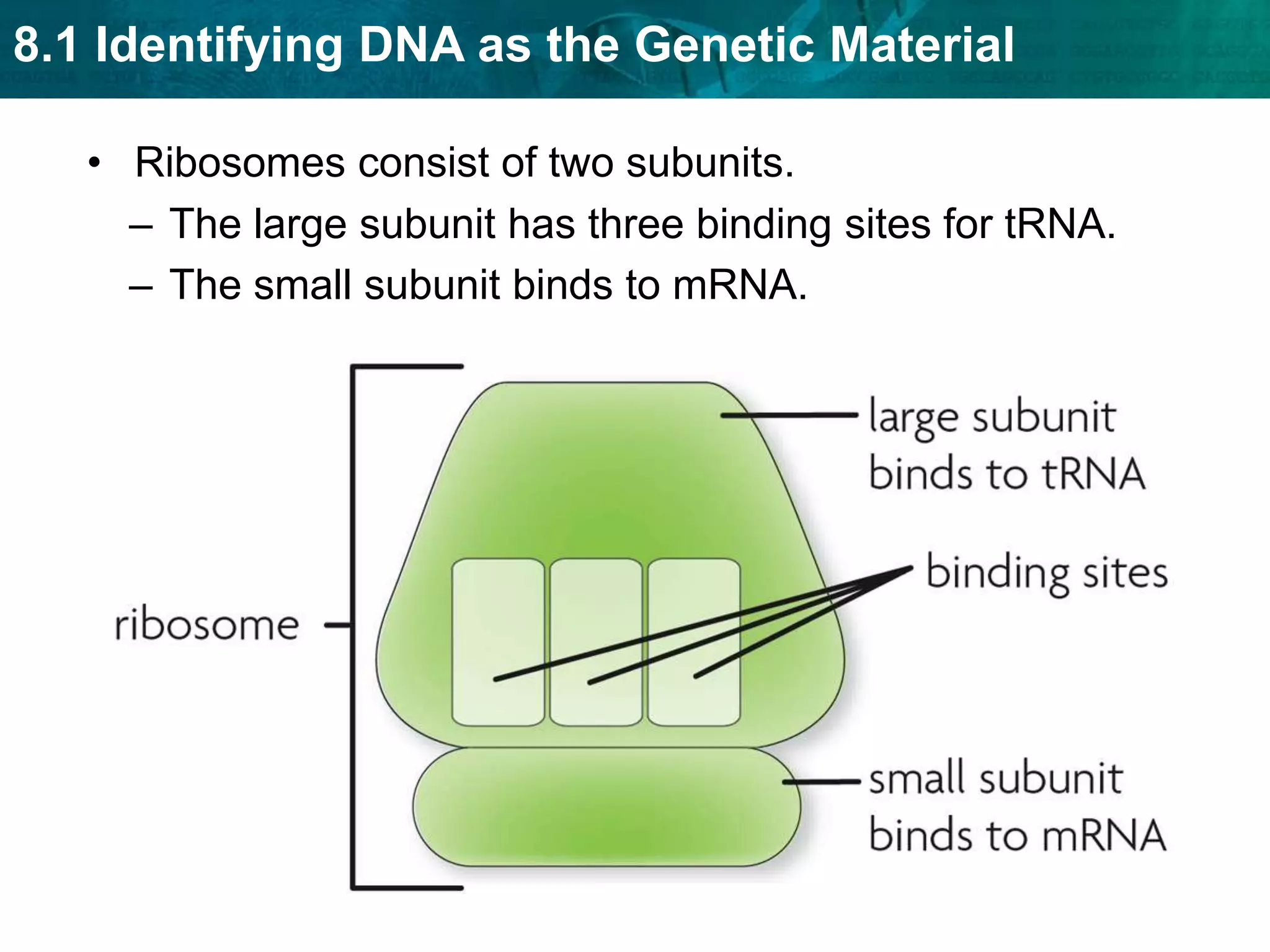 Regardless of the organism, codons code for the same amino acid.Amino acids are linked to become a protein. An anticodon is a set of three nucleotides that is complementary to an mRNA codon.An anticodon is carried by a tRNA.