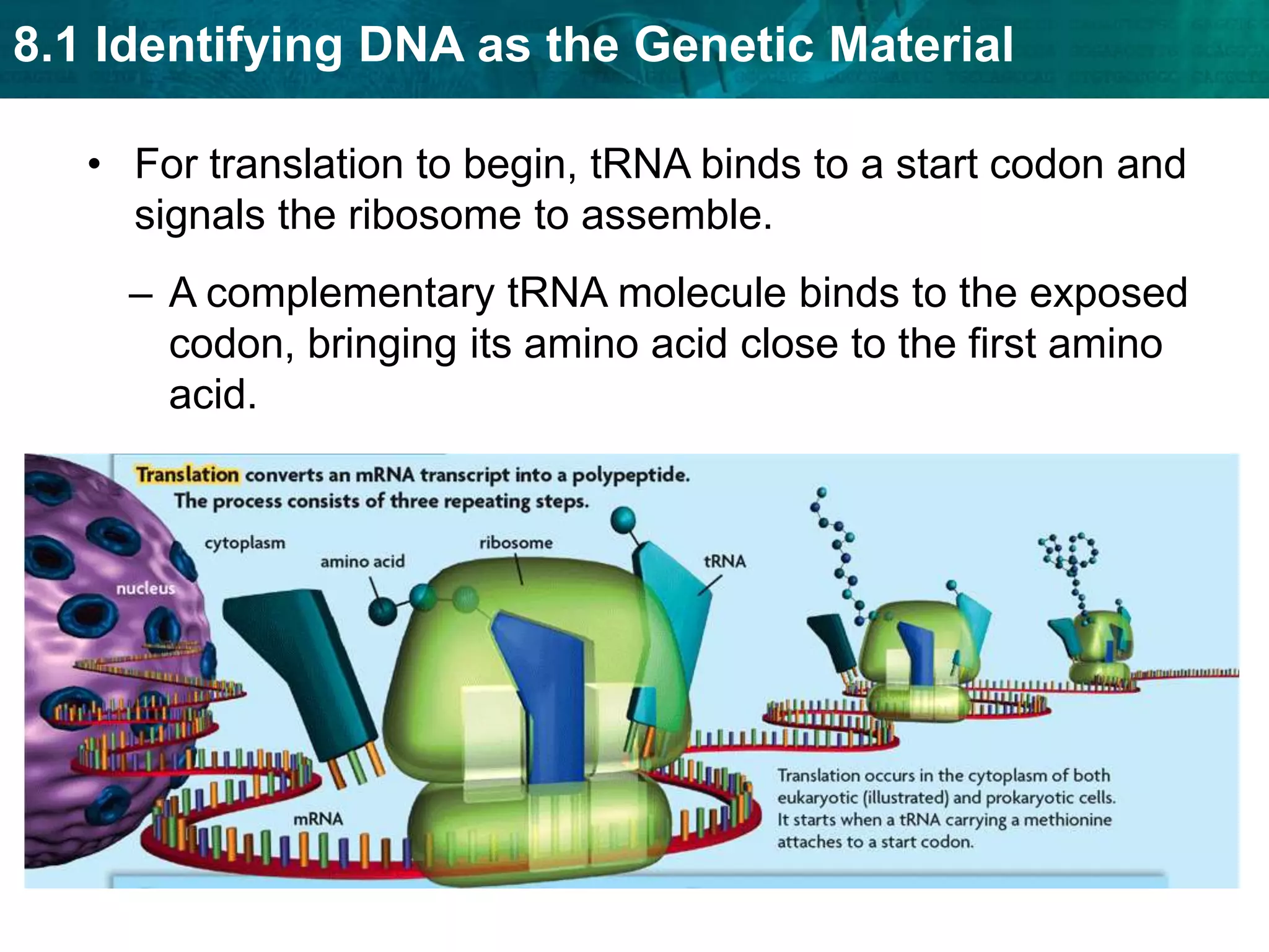 Ribosomes consist of two subunits.