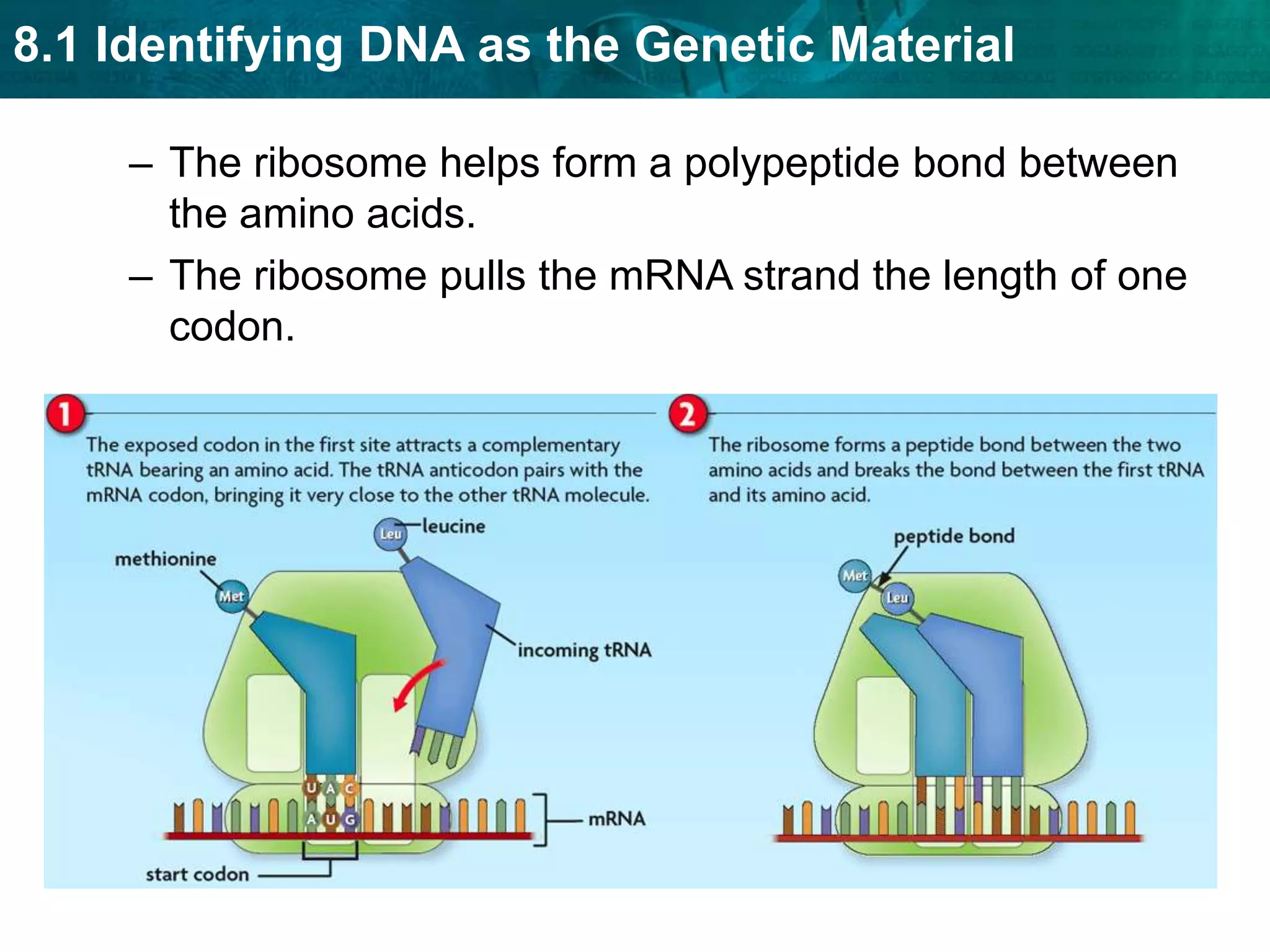 The large subunit has three binding sites for tRNA.
