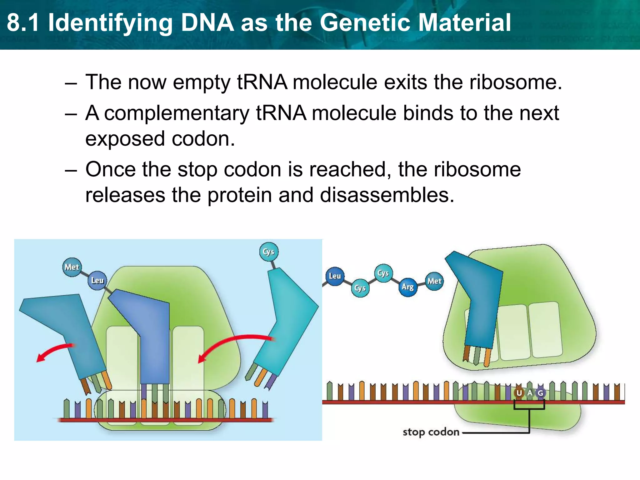 The small subunit binds to mRNA.For translation to begin, tRNA binds to a start codon and signals the ribosome to assemble.