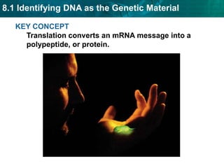 KEY CONCEPT Translation converts an mRNA message into a polypeptide, or protein.  