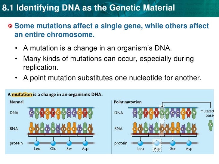 Unit 9 Dna Translation And Mutation
