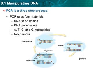 used to study mutationsKEY CONCEPT The polymerase chain reaction rapidly copies segments of DNA. 