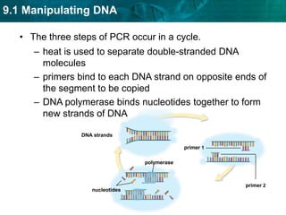target sequence of DNAPCR uses polymerases to copy DNA segments.PCR makes many copies of a specific DNA sequence in a few hours. PCR amplifies DNA samples.