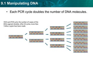  PCR is similar to DNA replication.DNA strandsprimer1polymeraseprimer 2nucleotidesPCR is a three-step process. PCR uses four materials.DNA to be copiedDNA polymeraseA, T, C, and G nucleotidestwo primers 