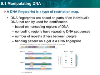 heat is used to separate double-stranded DNA molecules
